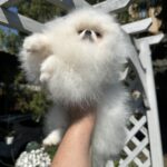 Barbie-female-Pomeranian-puppy-for-sale-3