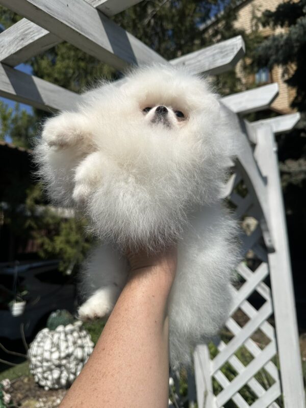 Barbie Pomeranian Barbie Pomeranian