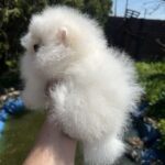 Barbie-female-Pomeranian-puppy-for-sale-4