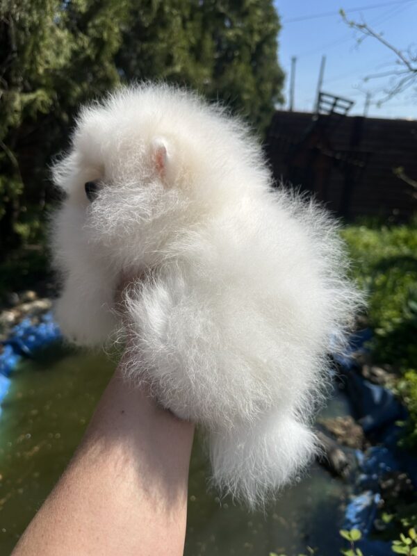 Barbie Pomeranian Barbie Pomeranian