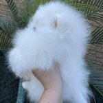 Barbie-female-Pomeranian-puppy-for-sale-5