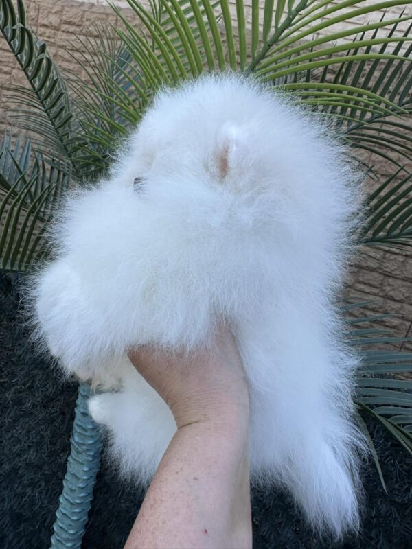 Barbie Pomeranian Barbie Pomeranian