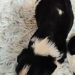 Barney-male-ckc-puppy-for-sale- (1)