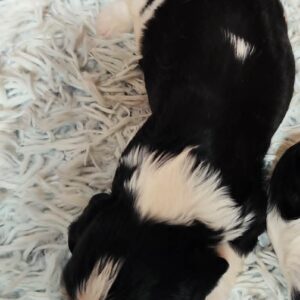 Barney Cavalier King Charles Spaniel Barney Cavalier King Charles Spaniel