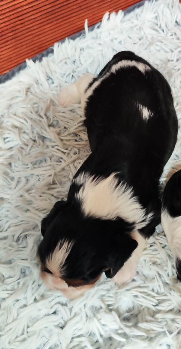 Barney Cavalier King Charles Spaniel Barney Cavalier King Charles Spaniel