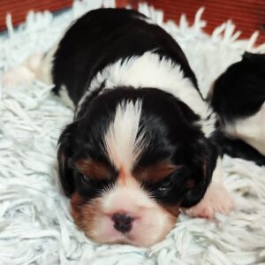 Barney Cavalier King Charles Spaniel Barney Cavalier King Charles Spaniel