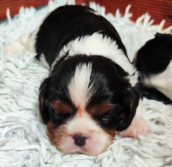 Barney Cavalier King Charles Spaniel Barney Cavalier King Charles Spaniel