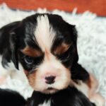 Barney-male-ckc-puppy-for-sale- (3)