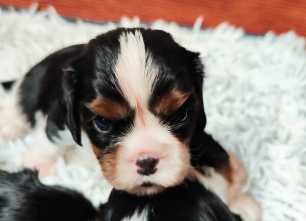 Barney Cavalier King Charles Spaniel Barney Cavalier King Charles Spaniel