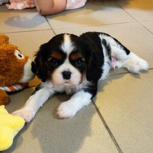 Beny Cavalier King Charles Spaniel Beny Cavalier King Charles Spaniel