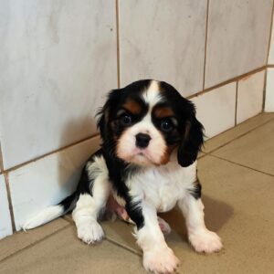 Beny Cavalier King Charles Spaniel Beny Cavalier King Charles Spaniel