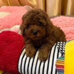 Benji-male-Poodle-puppy-for-sale-1