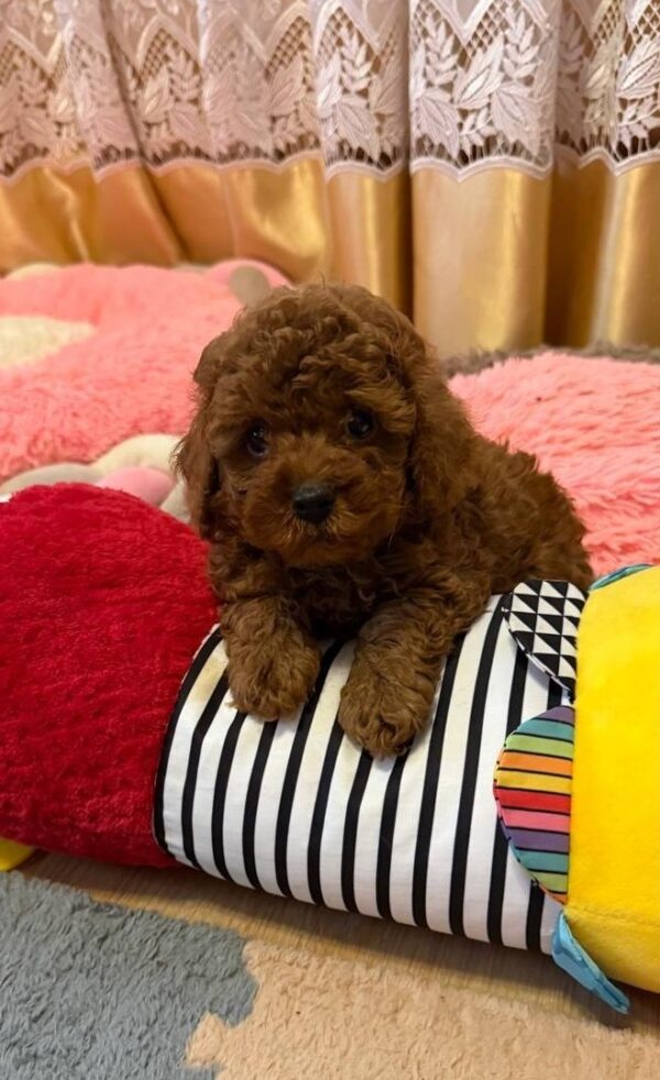 Benji Toy Poodle Benji Toy Poodle