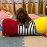 Benji-male-Poodle-puppy-for-sale-2