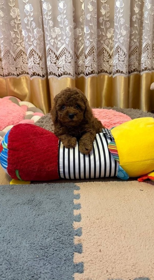 Benji Toy Poodle Benji Toy Poodle