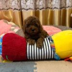Benji-male-Poodle-puppy-for-sale-3