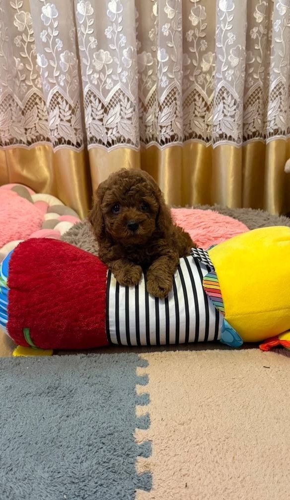 Benji Toy Poodle Benji Toy Poodle