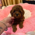Benji-male-Poodle-puppy-for-sale-4