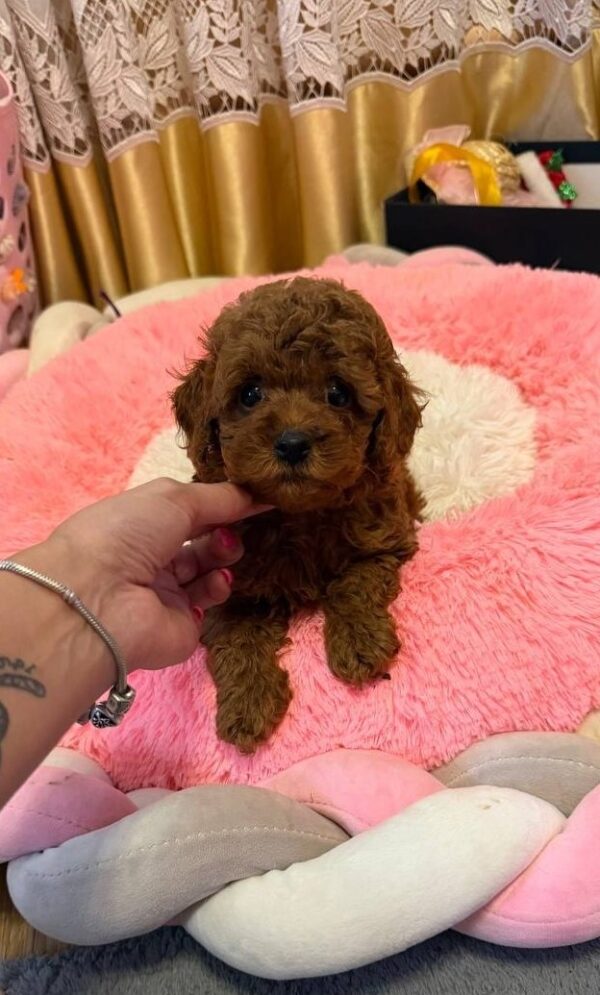 Benji Toy Poodle Benji Toy Poodle