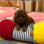 Benji-male-Poodle-puppy-for-sale-5