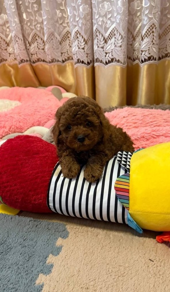 Benji Toy Poodle Benji Toy Poodle