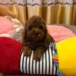 Benji-male-Poodle-puppy-for-sale-6