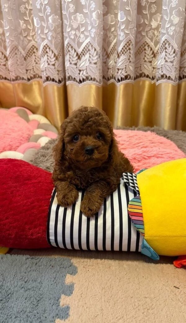 Benji Toy Poodle Benji Toy Poodle