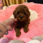 Benji-male-Poodle-puppy-for-sale-7