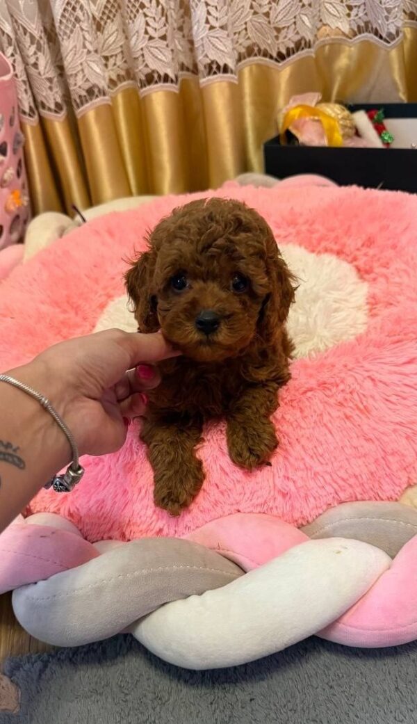 Benji Toy Poodle Benji Toy Poodle