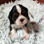 Beny-male-CKC-puppy-for-sale- (1)