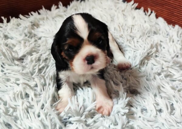Beny Cavalier King Charles Spaniel Beny Cavalier King Charles Spaniel
