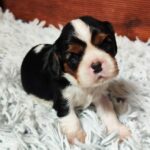 Beny-male-CKC-puppy-for-sale- (2)