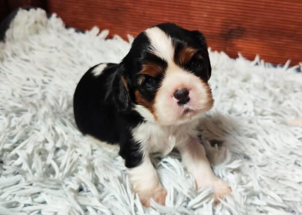 Beny Cavalier King Charles Spaniel Beny Cavalier King Charles Spaniel