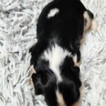Beny-male-CKC-puppy-for-sale- (3)