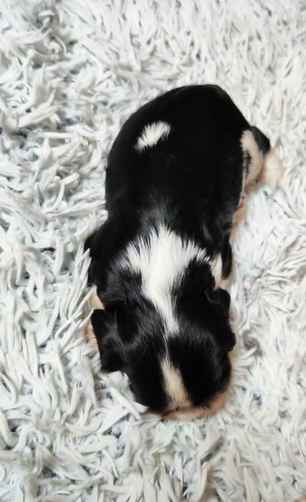 Beny Cavalier King Charles Spaniel Beny Cavalier King Charles Spaniel