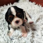 Beny-male-CKC-puppy-for-sale- (4)