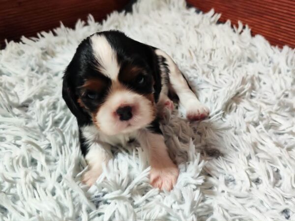 Beny Cavalier King Charles Spaniel Beny Cavalier King Charles Spaniel