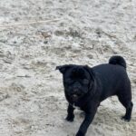 Busya-female-Pug-puppy-for-sale-1
