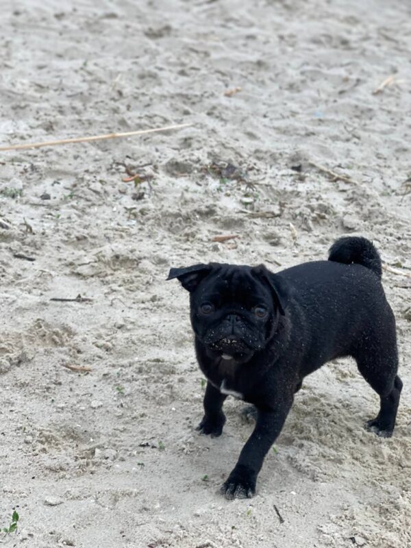 Busya Pug Busya Pug