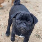 Busya-female-Pug-puppy-for-sale-2
