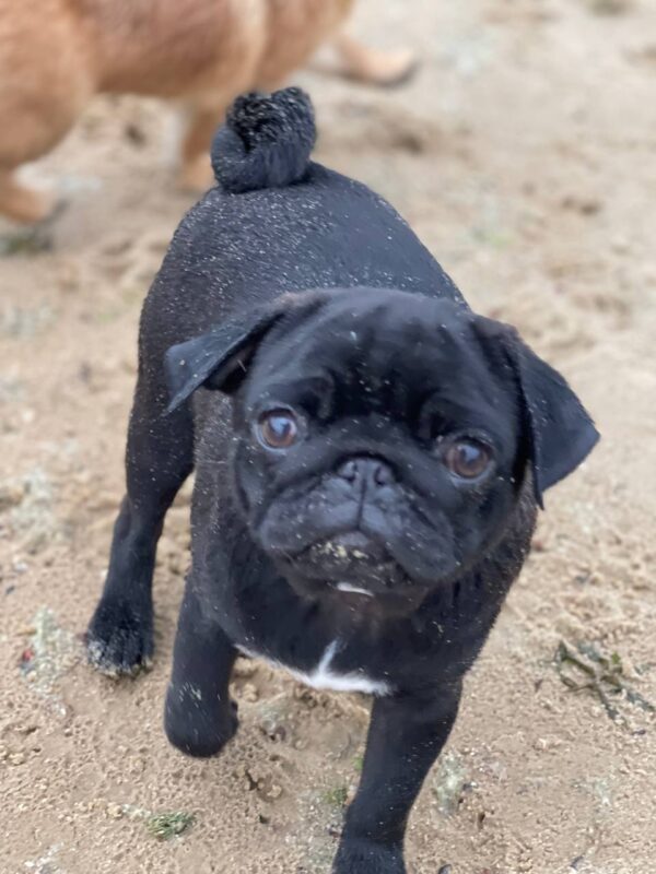 Busya Pug Busya Pug