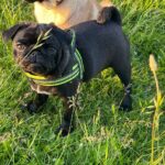 Busya-female-Pug-puppy-for-sale-3