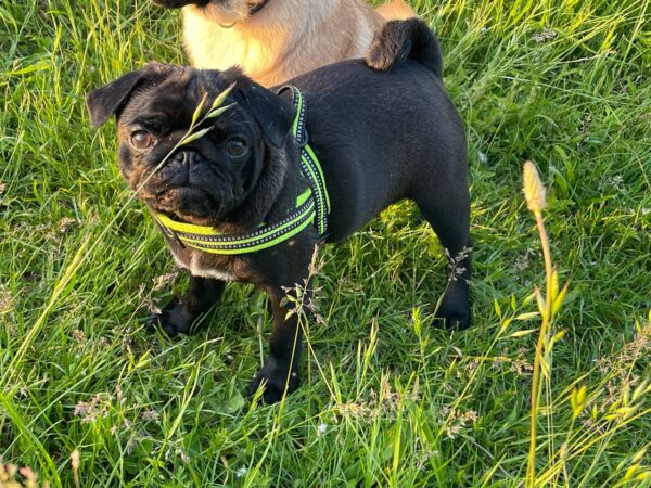 Busya Pug Busya Pug