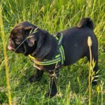 Busya-female-Pug-puppy-for-sale-4