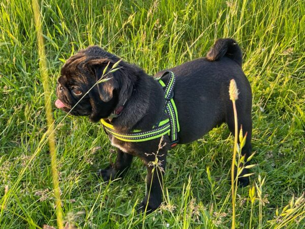 Busya Pug Busya Pug