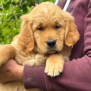 Callos Golden Retriever Callos Golden Retriever