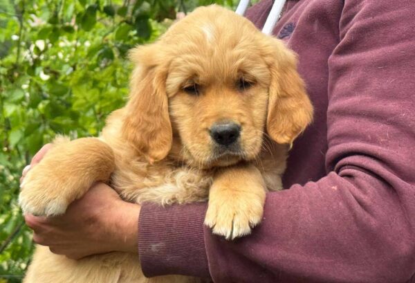 Callos Golden Retriever Callos Golden Retriever