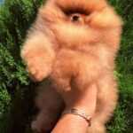 Celeste-female-Pomeranian-puppy-for-sale-1