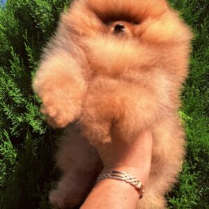 Celeste Pomeranian Celeste Pomeranian