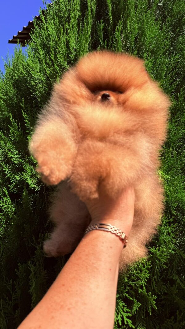 Celeste Pomeranian Celeste Pomeranian
